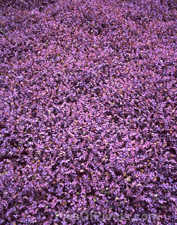 <i>Acaena inermis</i> 'Purpureus', a cultivar of a rhizomatous, prostrate, near-evergreen perennial native to New Zealand. 'Purpureus' has purple-tinted bronze-green foliage. This species is very similar to <i>Acaena microphylla</i>, with near-identical foliage, but its seedheads are on much shorter stems and do not have spines. Order: Rosales, Family: Rosaceae