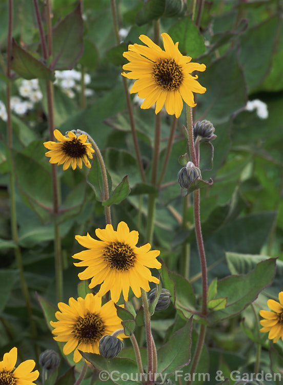 Ashy. Sunflower (<i>Helianthus mollis</i>), a rhizomatous perennial found from New England to Georgia and Texas. It flowers in summer and can reach 2m tall Order: Asterales, Family: Asteraceae