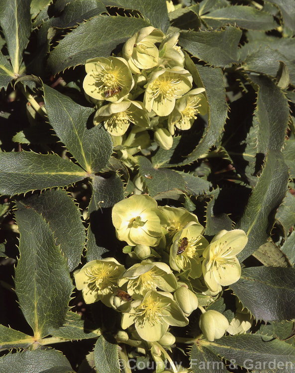 Helleborus argutifolius (syn. Helleborus corsicus</i>), an evergreen, winter- to early spring-flowering perennial native to Corsica and Sardinia. It can grow to as much as 1m tall but often has a sprawling habit and may support itself on shrubs or tree trunks. Order: Ranunculales, Family: Ranunculaceae