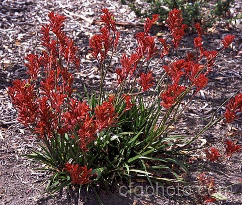 Bush Glow'. Kangaroo. Paw (<i>Anigozanthos 'Bush Glow'), one of the popular 'bush' series of Kangaroo. Paws, hybrids of Western Australian perennials with iris-like foliage clumps and striking flower stems that last well when cut. anigozanthos-2340htm'>Anigozanthos. <a href='haemodoraceae-plant-family-photoshtml'>Haemodoraceae</a>.