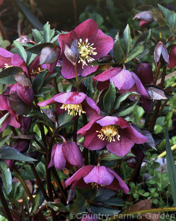 Lenten Rose (<i>Helleborus orientalis</i>), a 30-45cm high, winter-to early spring-flowering near-evergreen perennial native to the Caucasus and northern areas of Greece and Turkey. Order: Ranunculales, Family: Ranunculaceae