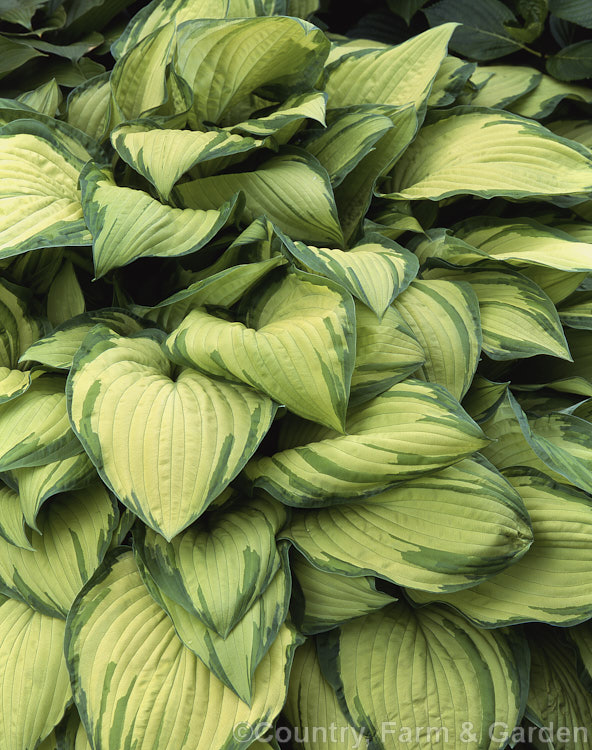 Hosta 'Gold Standard'. This cultivar was registered by Pauline. Banyai in 1976. It is a vigorous plant that quickly forms a 60cm high x 1m wide clump 1980 winner of the American. Hosta. Society's Eunice. Fisher. Award. hosta-2110htm'>Hosta.