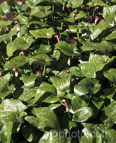 Friar's Cowl (<i>Arisarum vulgare</i>), a late winter- to spring-flowering, near-evergreen, arum-like perennial found in the Mediterranean region, the Canary Islands and the Azores. Order: Alismatales, Family: Araceae