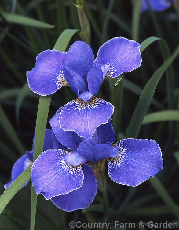 Iris Siberian hybrid 'Silver Edge' (<i>Iris sibirica x Iris sanguinea</i>). These hybrids, often mislabelled as Iris sibirica cultivars are fibrous-rooted, very hardy and easily cultivated. They usually form large clumps and are easily divided.