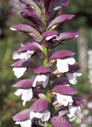 The flowerhead of Bear's Breeches (<i>Acanthus mollis</i>), a usually evergreen perennial native to southwest Europe and North Africa. Its foliage often featured in Greek and Roman designs. Order: Lamiales, Family: Acanthaceae