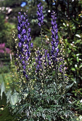 Monkshood or Friar's Cap (<i>Aconitum napellus</i>), an autumn-flowering perennial that occurs naturally over much of the northern temperate region. Order: Ranunculales, Family: Ranunculaceae