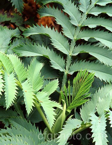 Foliage of the Honey. Flower or Honey. Bush (<i>Melianthus major</i>), a sprawling. South African evergreen shrub with very distinctive grey-green, coarsely toothed foliage. melianthus-3137htm'>Melianthus. <a href='melianthaceae-plant-family-photoshtml'>Melianthaceae</a>.