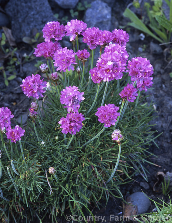 Armeria maritima 'Vindictive', a deep pink-flowered form of a normally white- to pale pink-flowered evergreen perennial or subshrub that occurs naturally over much of the temperate Northern Hemisphere, especially in coastal areas. Order: Caryophyllales, Family: Plumbaginaceae