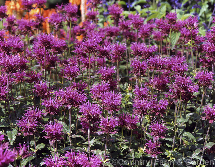 Monarda 'Scorpion', a compact herbaceous perennial, around 80-90cm tall, that flowers heavily in summer and which has good mildew resistance for a bergamot. monarda-3154htm'>Monarda.