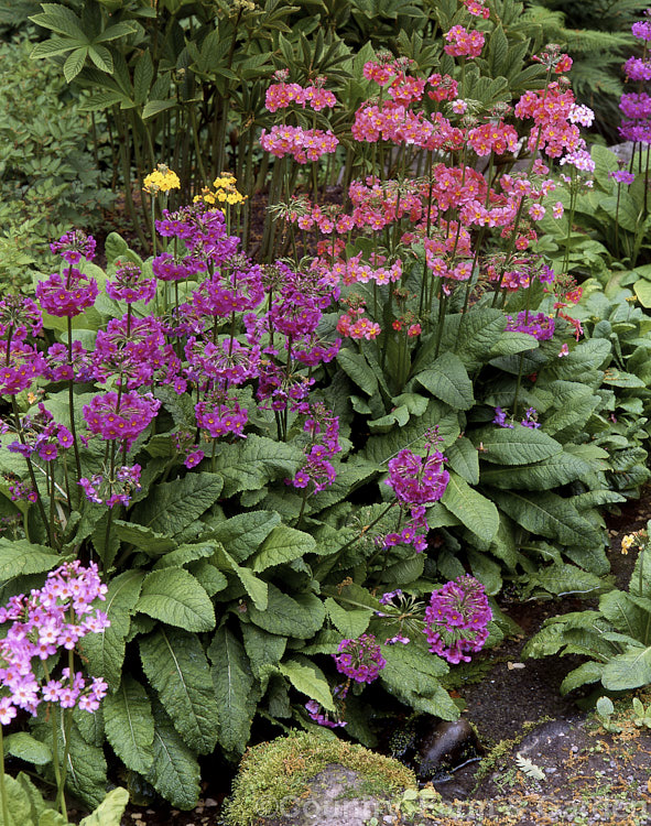 Inschriach. Hybrid Bog. Primroses (<i>Primula. Inschriach. Hybrids</i>), originating in Scotland and probably hybrids between several. Himalayan species, these plants have tall flower stems with blooms in a wide range of colours.