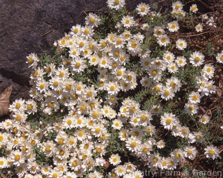 Rhodanthe anthemoides 'Paper. Star' (syn. Helipterum anthemoides</i>), a low, spreading evergreen perennial native to southeastern Australia, including Tasmania. The papery white flowerheads open from late winter