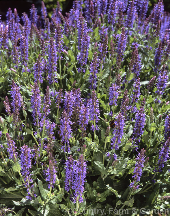 Salvia × sylvestris 'Blue Hill', one of the many cultivars of a hybrid between the European and Eurasian perennial sages. Salvia pratensis × Salvia nemorosa. It is a fairly compact plant that blooms from early summer and which carries its abundant deep blue flowers above the foliage. Order: Lamiales, Family: Lamiaceae