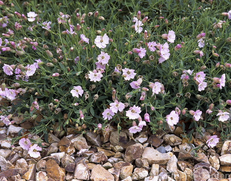 Silene uniflora (syn. Silene maritima</i>) 'Rosea', a pale pink-flowered cultivar of a perennial found in coastal. Atlantic. European and Arctic regions. It is usually seen as a cultivated rockery plant. silene-2496htm'>Silene. Order: Caryophyllales, Family: Caryophyllaceae