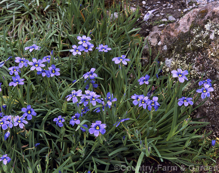 Californian Blue-eyed. Grass (<i>Sisyrinchium bellum [syn. Sisyrinchium angustifolium var. bellum]), a grassy-leaved early summer-flowering perennial native to California