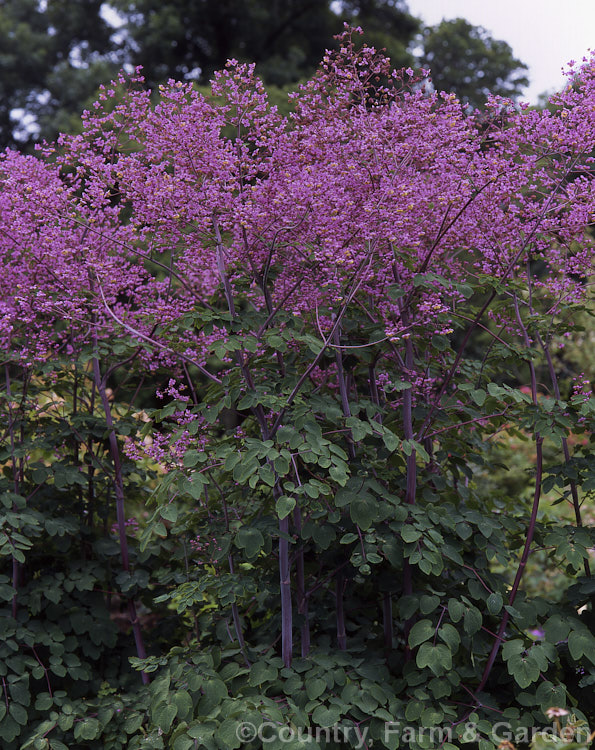 Thalictrum delavayi (syn. Thalictrum dipterocarpum</i>), a relatively late-flowering herbaceous perennial from western China and eastern Tibet. It can grow to around 18m tall thalictrum-2040htm'>Thalictrum.