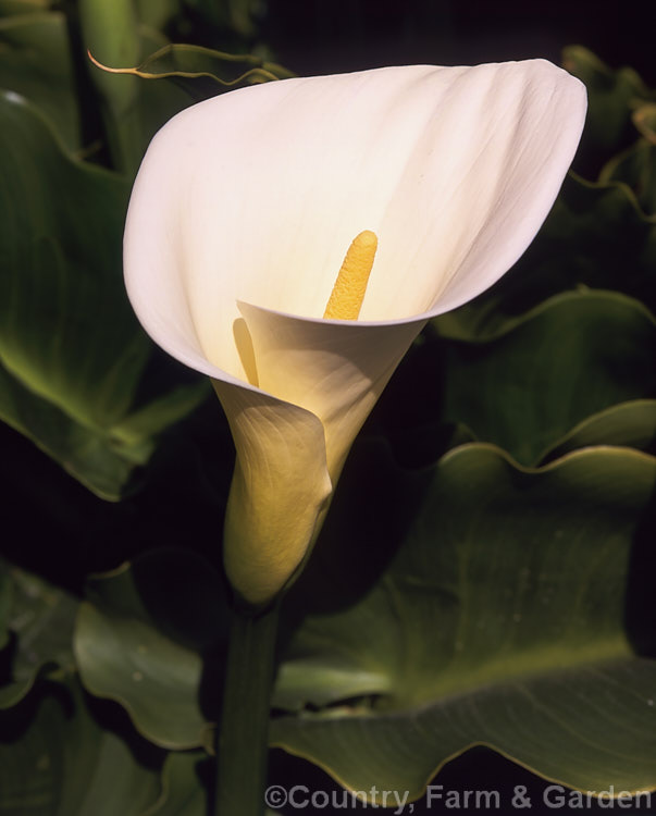 White Arum or Calla. Lily (<i>Zantedeschia aethiopica</i>), a South African perennial that grows to around 15m high with leaves to 40cm long. In mild climates it is evergreen and flowers year-round.