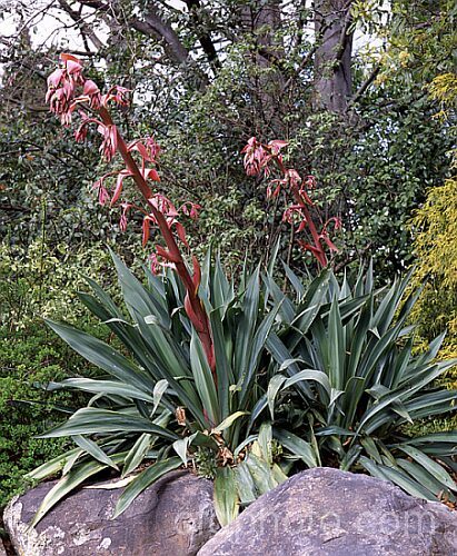 Beschorneria yuccoides, a semi-succulent yucca-like perennial from Mexico. Red flower stems and bracts partially conceal tubular, green flowers. beschorneria-2412htm'>Beschorneria.