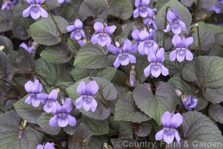 Purple-leafed. Wood. Violet or Dog Violet (<i>Viola riviniana 'Purpurea'), a cultivar of a widely naturalised. European and North African, near evergreen, low-growing, spring- to early summer-flowering perennial. viola-2165htm'>Viola. <a href='violaceae-plant-family-photoshtml'>Violaceae</a>.