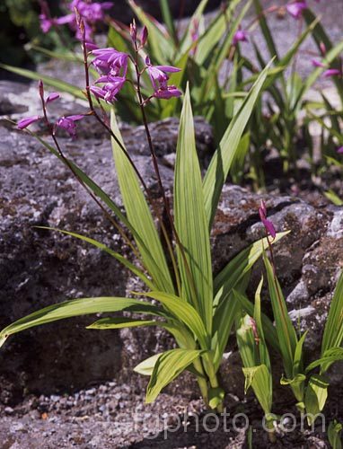 Chinese Ground. Orchid (<i>Bletilla striata</i>), a hardy terrestrial orchid native to Japan, China and Tibet. It flowers in late spring and early summer and naturalises well in reasonably mild climates