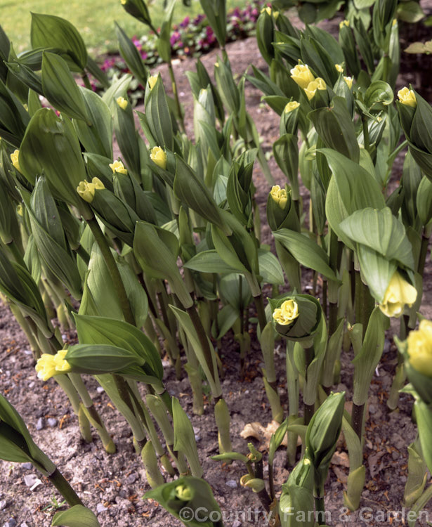 Disporum sessile subsp. flavum, a yellow-flowered form of a spreading, spring-flowering perennial native to Japan, Korea, China and SakhalinIsland disporum-2690htm'>Disporum. <a href='colchicaceae-plant-family-photoshtml'>Colchicaceae</a>.