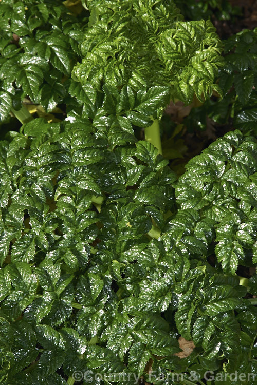 Angelica pachycarpa, an evergreen or near-evergreen spring-flowering perennial cultivated for its very glossy foliage, which is sometimes used as an ornamental garnish