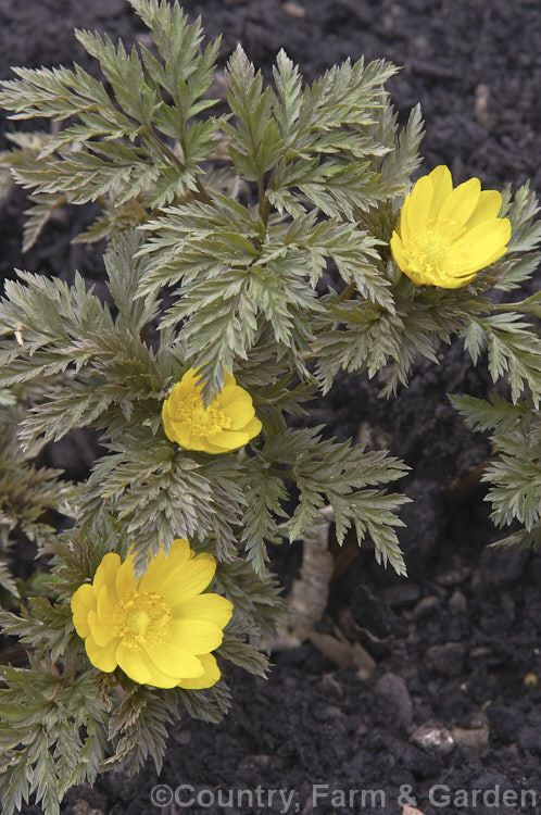 <i>Adonis amurensis</i>, a small, hardy, winter- to early spring-flowering perennial native to northeastern China, Japan and Korea. A relative of the buttercups, as shown by the flowers. Order: Ranunculales, Family: Ranunculaceae