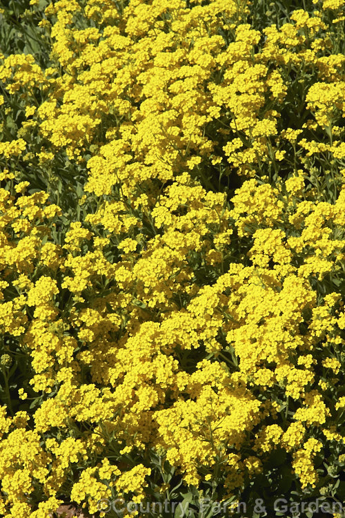 Basket of Gold or Yellow Alyssum (<i>Aurinia saxatilis</i>), a spring-flowering ground-cover perennial native to central and southeastern Europe. A wide range of cultivars is grown. aurinia-2390htm'>Aurinia. .