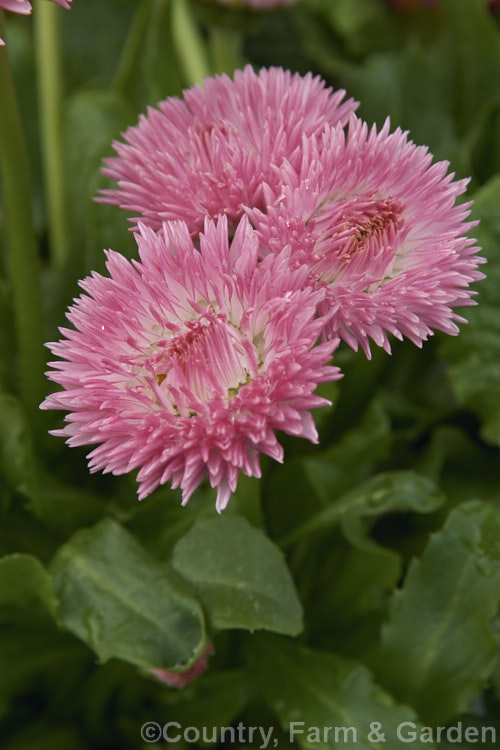 Robella. Bellis. Daisy (<i>Bellis perennis. Robella series</i>), one of many fancy-flowered forms of the English Daisy, Common Lawn. Daisy or Pasture. Daisy, a small Eurasian perennial that is often considered a weed in its wild form, though its cultivated forms are popular bedding plants. bellis-2198htm'>Bellis.