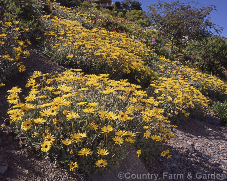 Arctotis x hybrida (<i>Arctotis venusta x Arctotis fastuosa</i>) one of the many colour forms of these hybrids between two. South African species. Order: Asterales, Family: Asteraceae