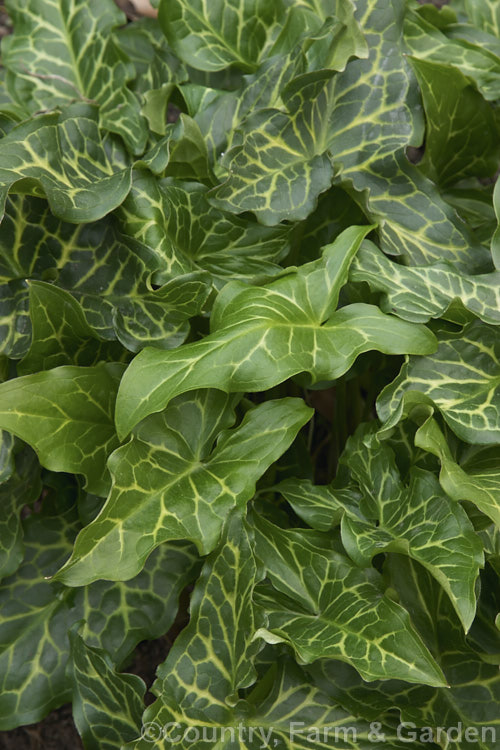 The foliage of Arum italicum subsp. italicum, a perennial found in several forms from southern Europe to western Asia. Subspecies italicum differs from the species in having pale-veined leaves. It often naturalises in gardens and can form large patches. arum-2367htm'>Arum.