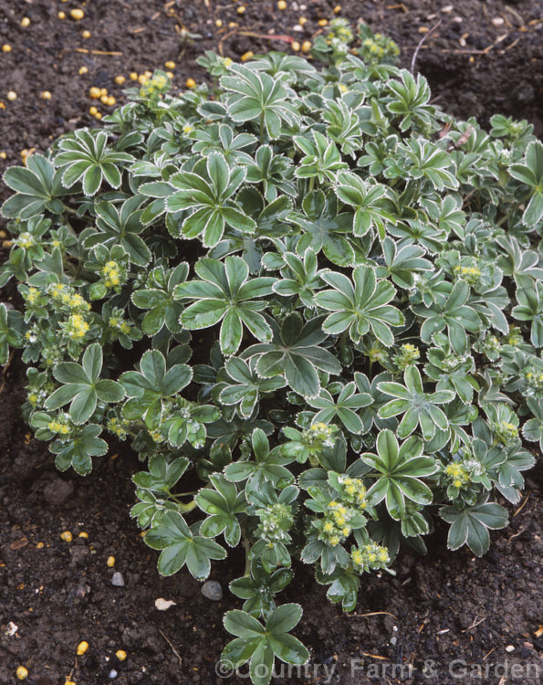 Alchemilla conjuncta, a low, spreading perennial native to the European Alps. It is a neat, compact plant that does especially well in rockeries. The leaves have up to 9 lobes. alchemilla-2275htm'>Alchemilla.