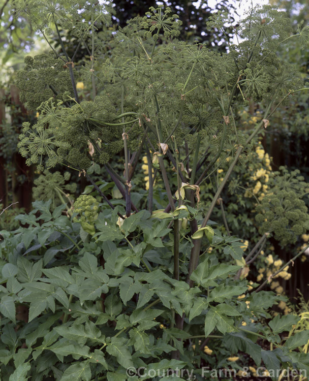 Angelica (<i>Angelica archangelica</i>), an herbaceous perennial found from Greenland through northern and eastern Europe to central Asia. Roots have medicinal uses, and the young stems are often candied