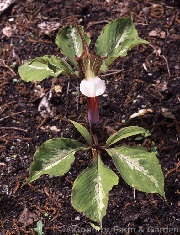 Arisaema sikokianum, a tuberous-rooted, spring-flowering, arum family perennial from Japan with flowerhead that have a distinctive club-shaped spadix and striped spathe. Order: Alismatales, Family: Araceae