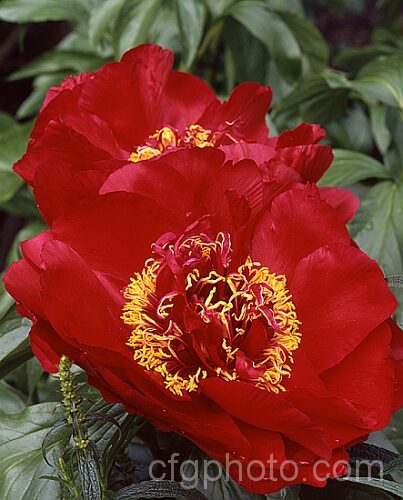 Paeonia 'Postilion', a Paeonia lactiflora x Paeonia officinalis hybrid peony raised by Saunders in 1941. It has large flowers early in the season and grows to around 90cm high. paeonia-2089htm'>Peony. <a href='paeoniaceae-plant-family-photoshtml'>Paeoniaceae</a>.