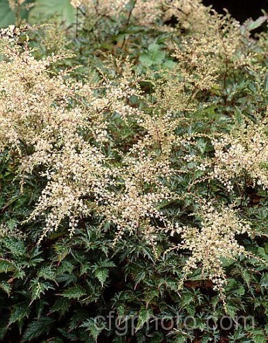 Astilbe simplicifolia, a summer-flowering, 40cm high Japanese herbaceous perennial that develops into a clump of low foliage topped with narrow flower panicles. astilbe-2381htm'>Astilbe. <a href='saxifragaceae-plant-family-photoshtml'>Saxifragaceae</a>.