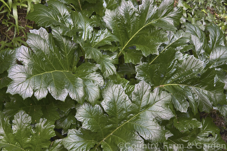 The lush foliage of Bear's Breeches (<i>Acanthus mollis</i>), a usually evergreen perennial native to southwest Europe and North Africa. The leaves often featured in classical. Greek and Roman designs. Order: Lamiales, Family: Acanthaceae