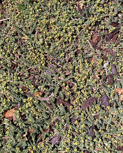 Alchemilla pinnata, a low, spreading. Andean species quite unlike the common Eurasian. Lady's Mantles. alchemilla-2275htm'>Alchemilla.