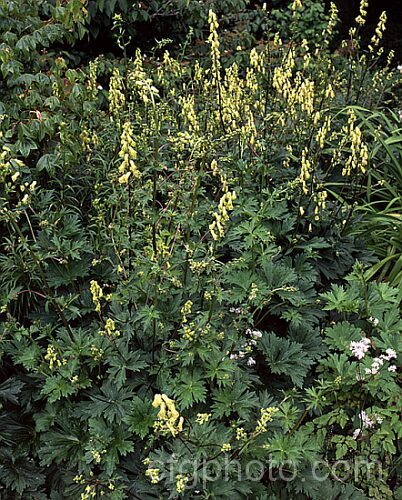 <i>Aconitum anthora</i>, a late spring- to summer-flowering perennial found from southern Europe to Central Asia. Its flowering stems grow to around 15m tall. Order: Ranunculales, Family: Ranunculaceae