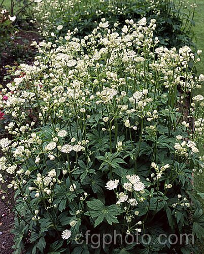 Greater Masterwort (<i>Astrantia major</i>), a much-cultivated central and eastern European perennial the flower stems of which are up to 80cm tall. There are many garden forms. astrantia-2384htm'>Astrantia.