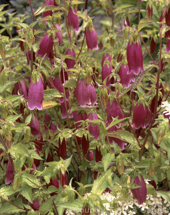 Campanula punctata 'Cherry Belle', a deep pink-flowered cultivar of a summer-flowering clump-forming perennial native. Japan and nearby parts of Siberia. It grows to around 40cm tall. Order: Asterales, Family: Campanulaceae