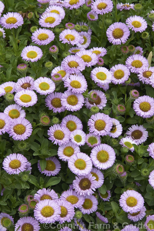 Alpine Aster (<i>Aster alpinus</i>), a spreading perennial that can mound to 25cm tall and which flowers heavily in late spring and summer. Cultivated forms occur in pink, mauve and purple shades and white. aster-2378htm'>Aster.