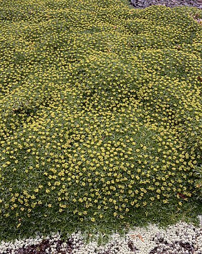 Azorella trifurcata, a cushion-forming evergreen perennial fromChile and Argentina. The small greenish flower heads shown here form in summer but are not a striking feature. azorella-2393htm'>Azorella.