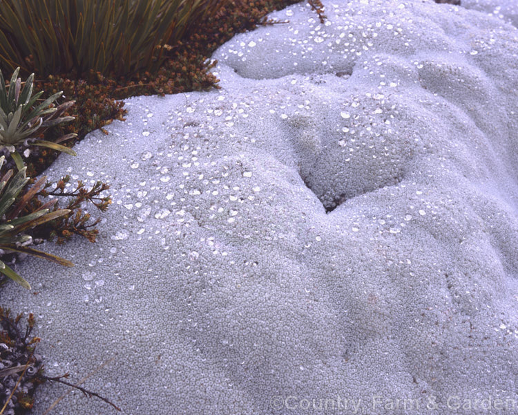 The Common Vegetable Sheep (<i>Raoulia eximia</i>) is a New Zealand alpine plant that forms large hummocks that from a distance look like grazing sheep. Here water from fog beads on the dense woolly surface of the foliage