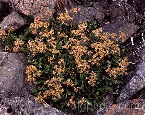 Kopoti (<i>Anisotome aromatica</i>), a small perennial related to the carrots, found in alpine places throughout New Zealand. The flowers are aromatic. This species and others of its genus are quite common on Foggy. Peak where this shot was taken. This specimen with seedheads was found near the top. anisotome-2341htm'>Anisotome.