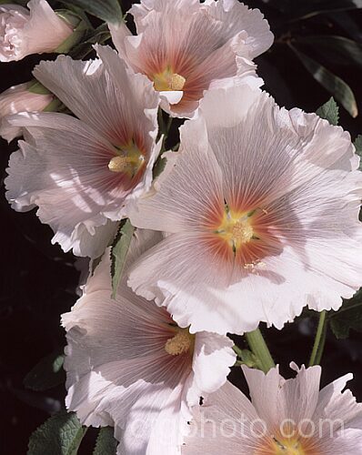 Pale pink-flowered Hollyhock (<i>Alcea rosea [syn. Althaea rosea]), a western Asian biennial or perennial to 3m tall. There are many garden forms. alcea-2169htm'>Alcea.