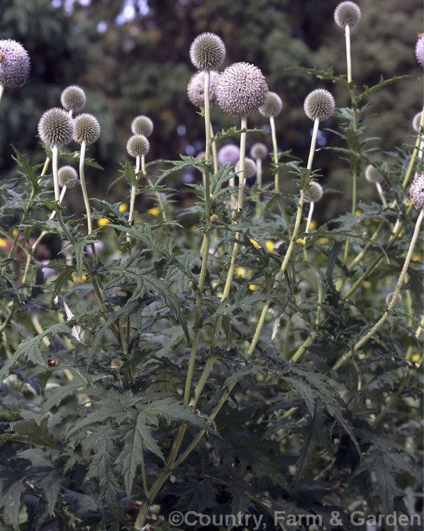 Globe. Thistle (<i>Echinops bannaticus</i>), a 50cm x 12m high, summer-flowering perennial found from southeast Europe to the Czech. Republic. echinops-2939htm'>Echinops.