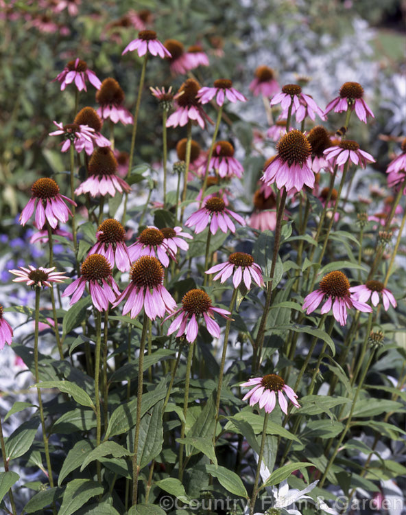 Echinacea purpurea, the most commonly cultivated of several eastern US rhizomatous perennials known as cone flowers. It is widely used medicinally in local and commercial herbal remedies. echinacea-2044htm'>Echinacea.