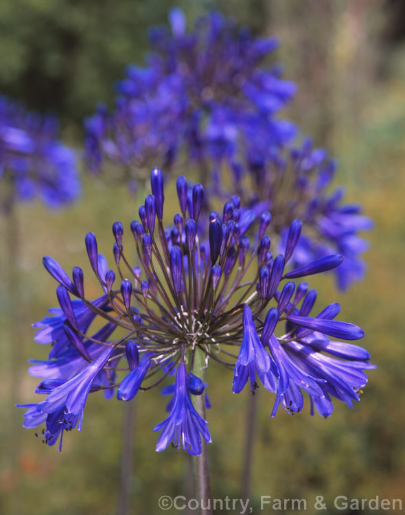 Agapanthus 'Buckingham Palace', one of an English-raised group dating from the 1940s known as the Headbourne. Hybrids. It is tall, up to 1.8m, with a loose flowerhead and dark flowers. Order: Asparagales, Family: Amaryllidaceae