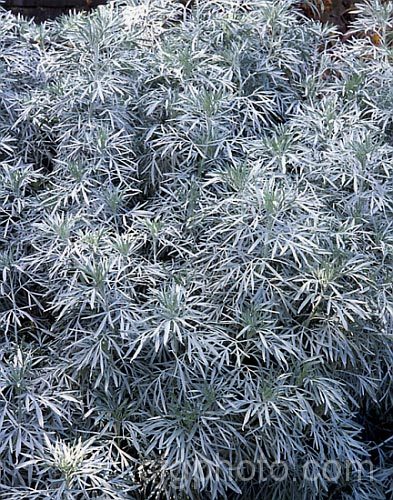 Beach Wormwood (<i>Artemisia stelleriana</i>), a downy, silver-white foliaged, 60-100cm tall perennial native to northeastern Asia and the eastern United States. artemisia-2364htm'>Artemisia.