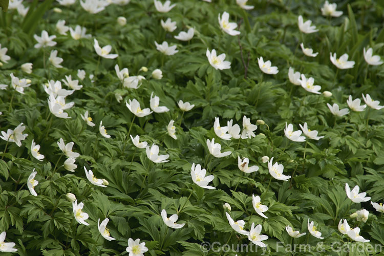 Wood Anemone or Windflower (<i>Anemone nemorosa</i>), a spring-flowering rhizomatous perennial native to Europe, seen here growing in abundance in the shade of a large rhododendron. There are many cultivated forms. Order: Ranunculales, Family: Ranunculaceae